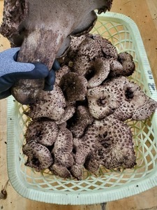 국내산 능이버섯 1등급 1kg(냉동)  설 명절선물상품